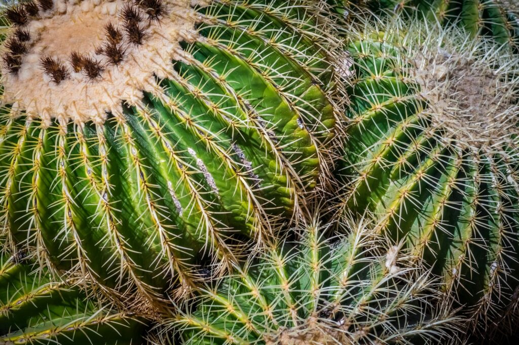 Close up of cactuses