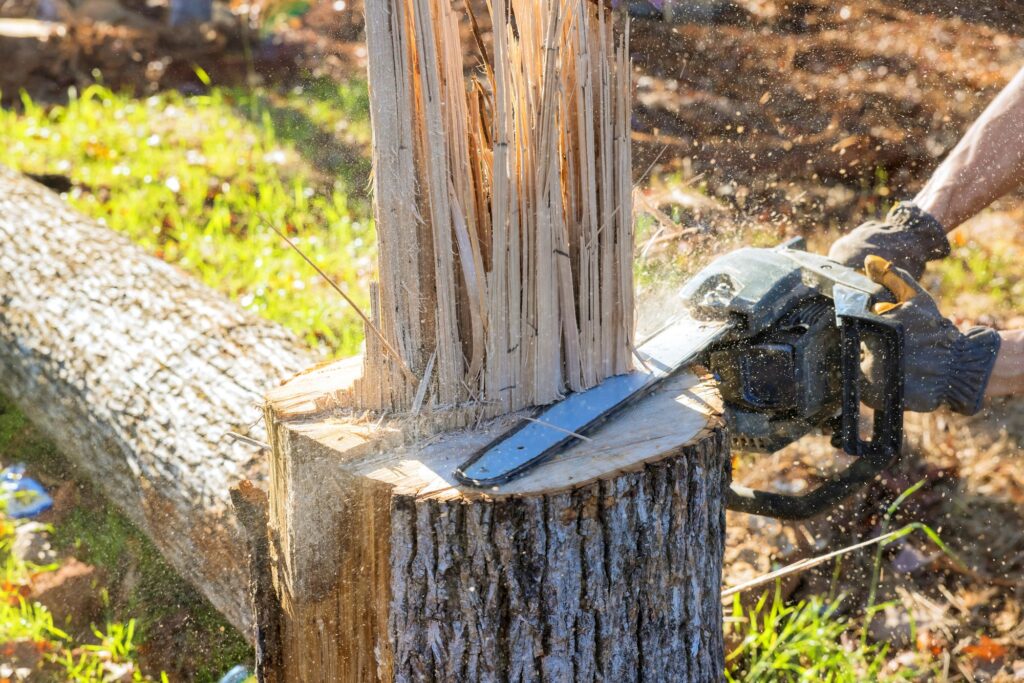 With aid of chainsaw, professional lumberjack cuts down tree in forest during a fall cleaning season